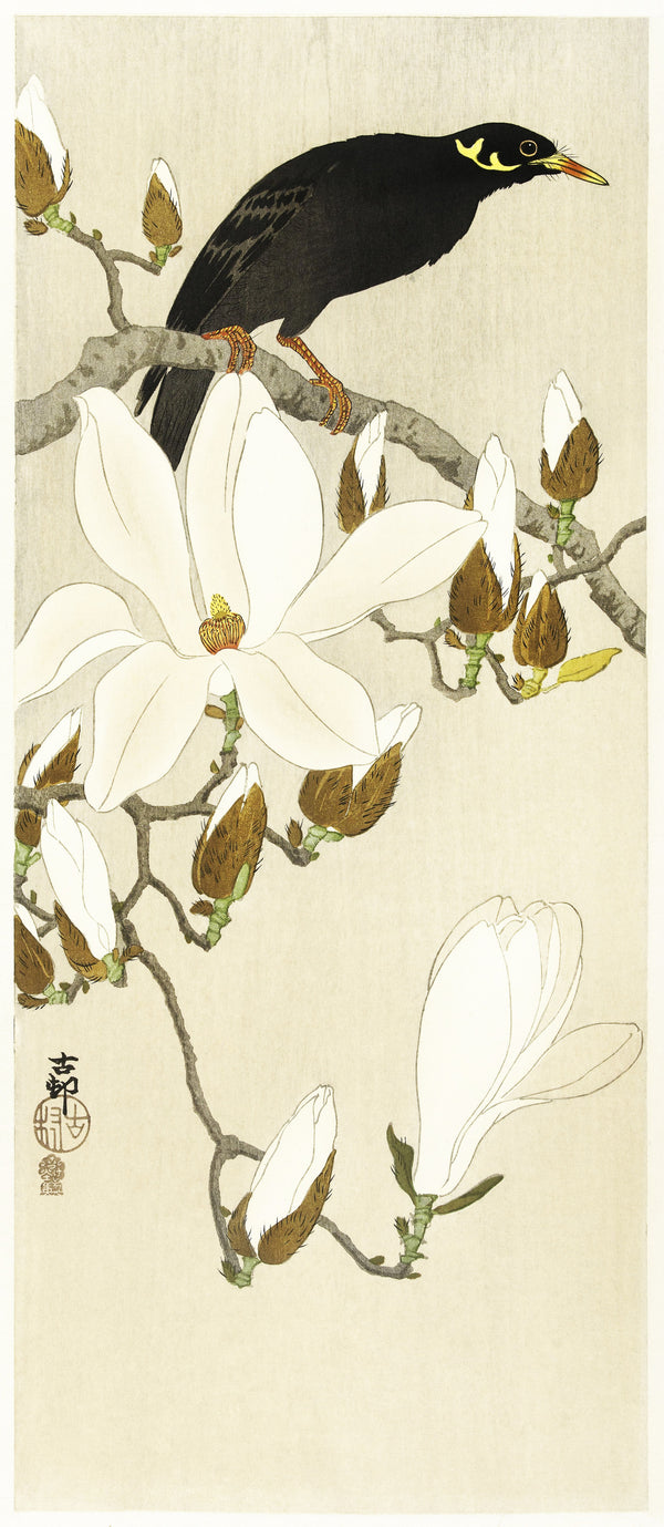 Ohara Koson — Myna on Magnolia Branch | Japanese Bird & Flower Woodblock Print