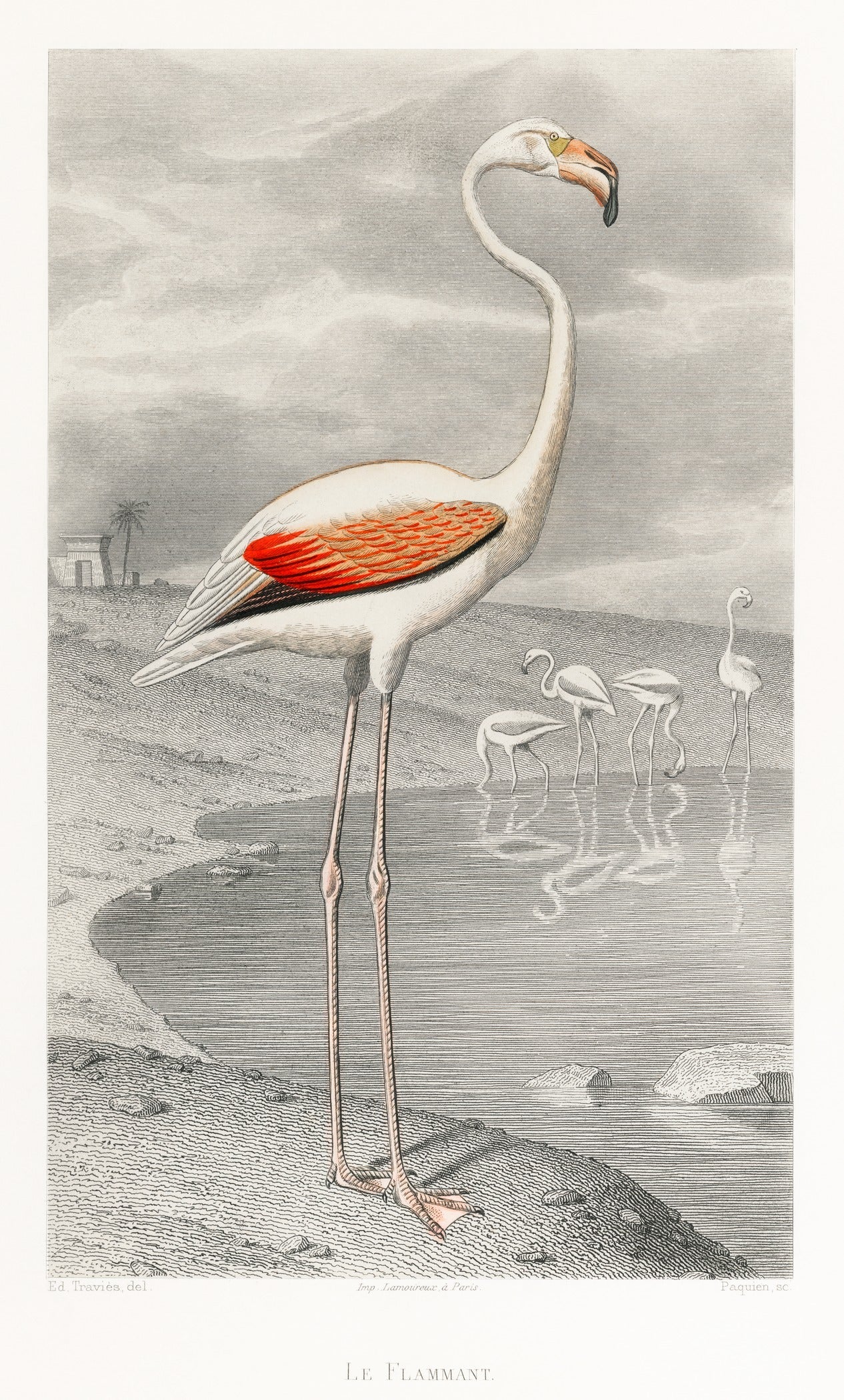 Édouard Travies — Flamingo | Natural History Fine Art Print - 9ArtPrints