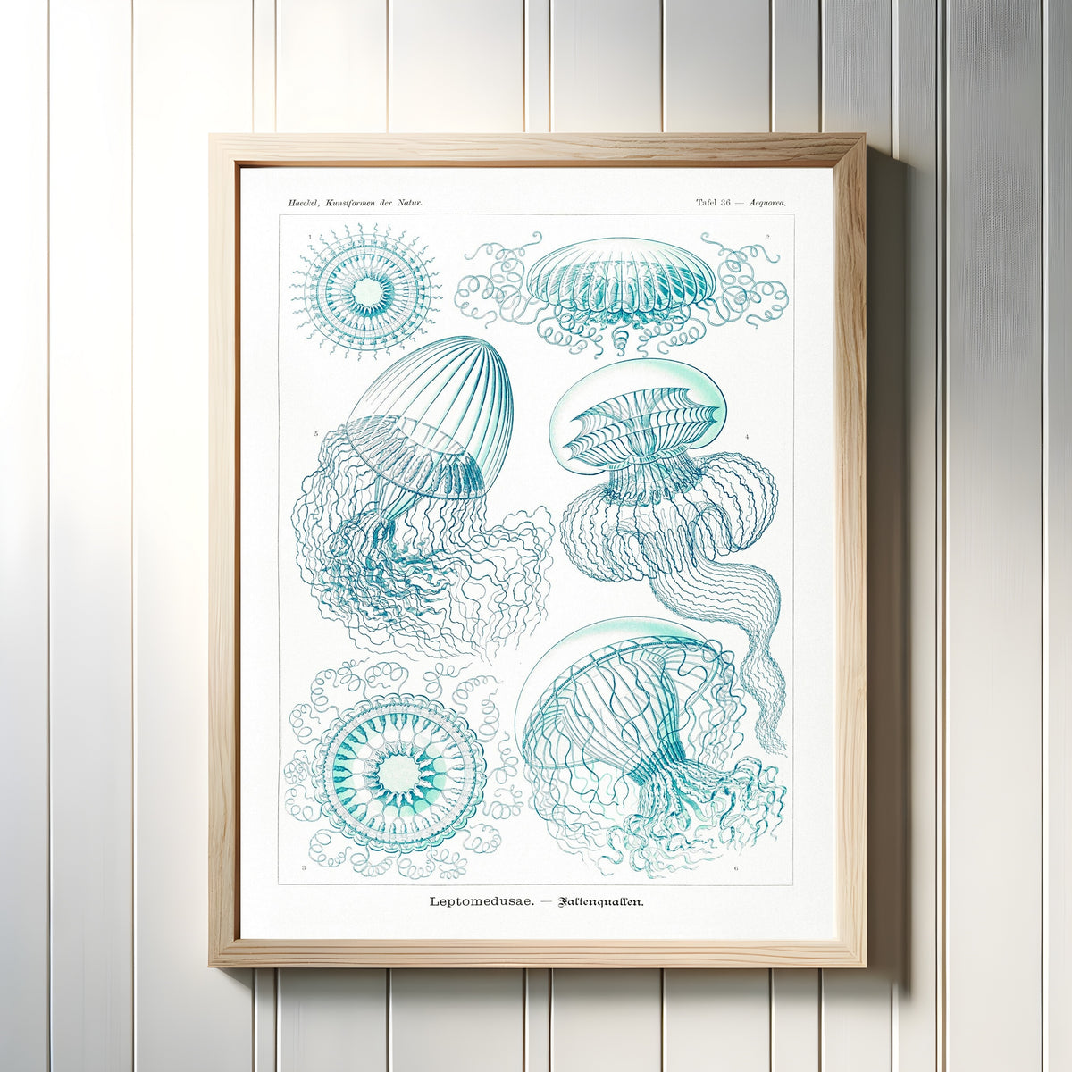 Framed art print of Jellyfish by Ernst Haeckel, in a light wood frame on a white panelled wall