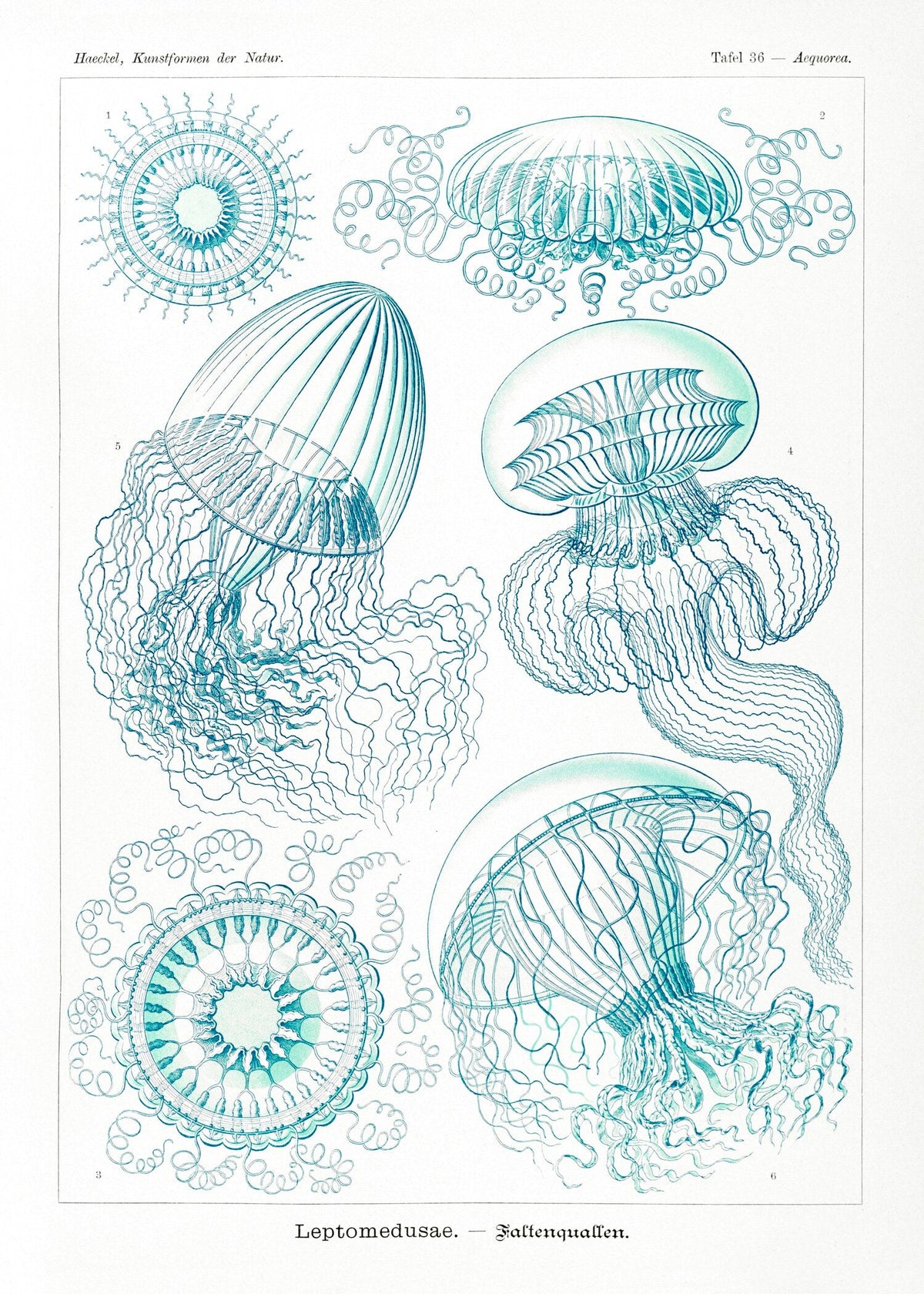 Ernst Haeckel — Jellyfish | Fine Art Print - 9ArtPrints