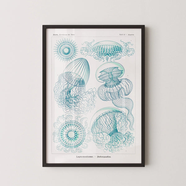 Ernst Haeckel — Jellyfish | Fine Art Print