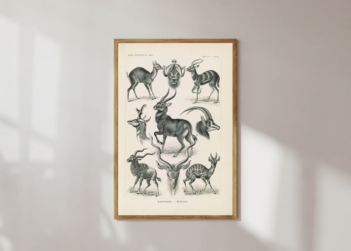 Framed art print of Kunstformen der Natur, Plate 100: Antilopina by Ernst Haeckel, in a light wood frame on a sunlit white wall
