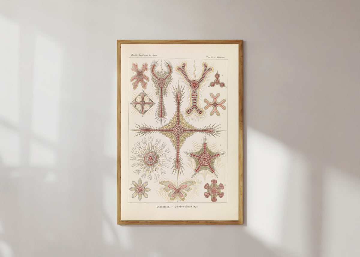 Framed art print of Kunstformen der Natur, Plate 11: Discoidea by Ernst Haeckel, in a light wood frame on a sunlit white wall