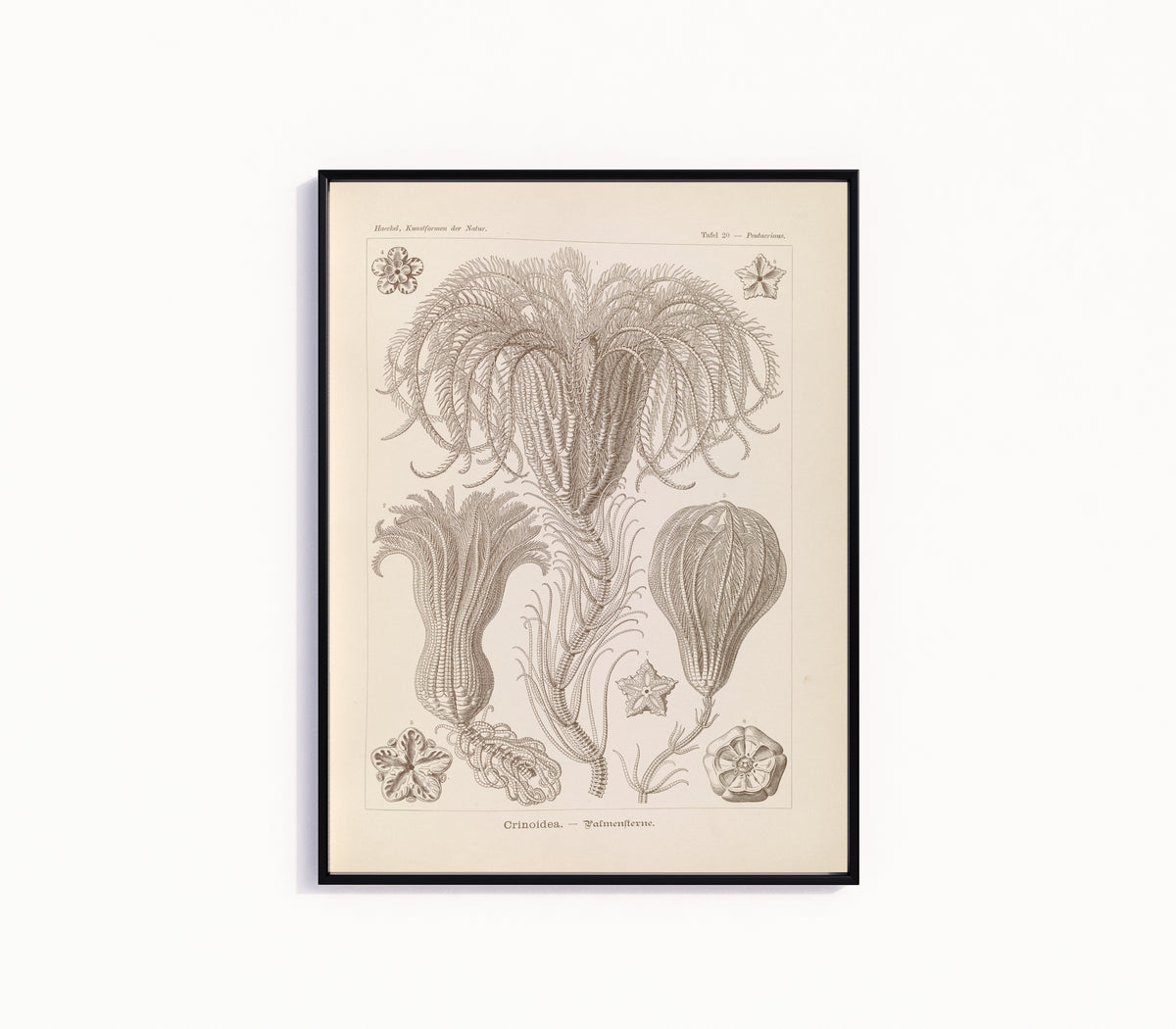 Framed art print of Kunstformen der Natur, Plate 20: Crinoidea by Ernst Haeckel, in a slim black frame on a plain white wall