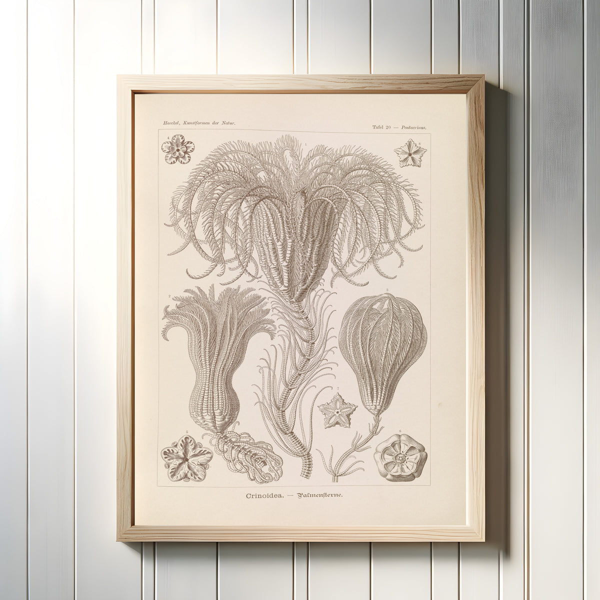 Framed art print of Kunstformen der Natur, Plate 20: Crinoidea by Ernst Haeckel, in a light wood frame on a white panelled wall