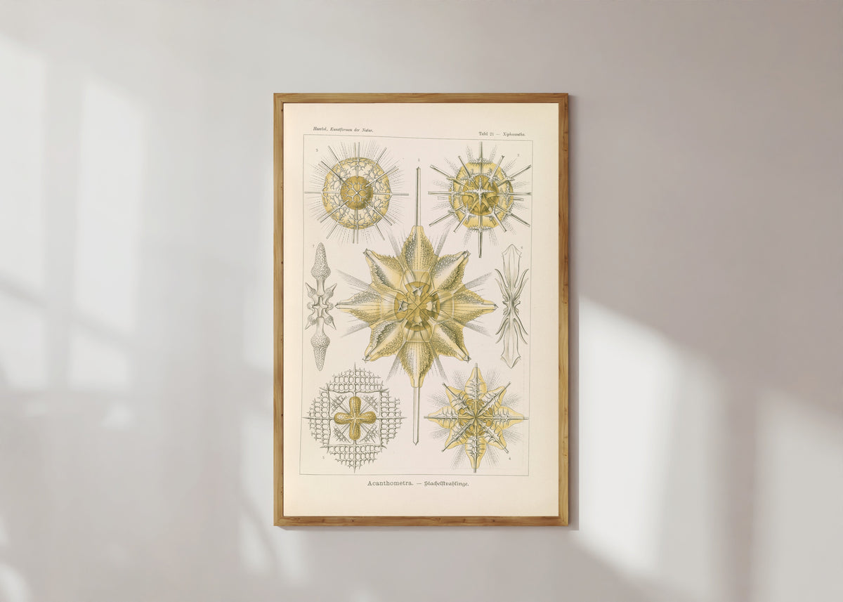 Framed art print of Kunstformen der Natur, Plate 21: Acanthometra by Ernst Haeckel, in a light wood frame on a sunlit white wall