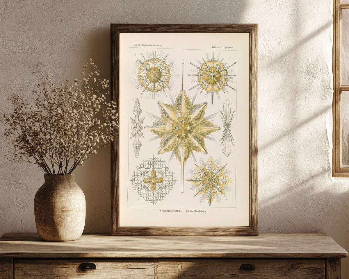 Framed art print of Kunstformen der Natur, Plate 21: Acanthometra by Ernst Haeckel, in a dark wood frame leaning on a rustic console beside dried flowers