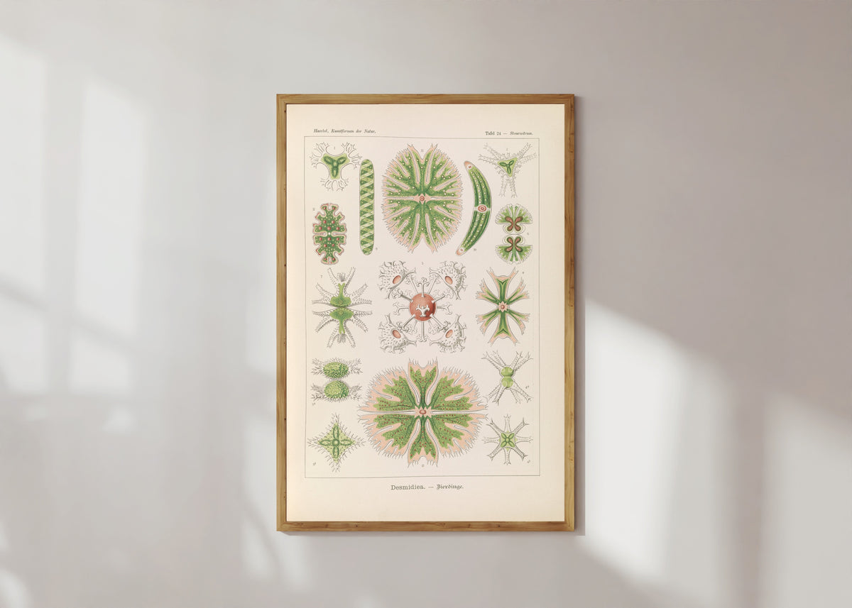 Framed art print of Kunstformen der Natur, Plate 24: Desmidiea by Ernst Haeckel, in a light wood frame on a sunlit white wall