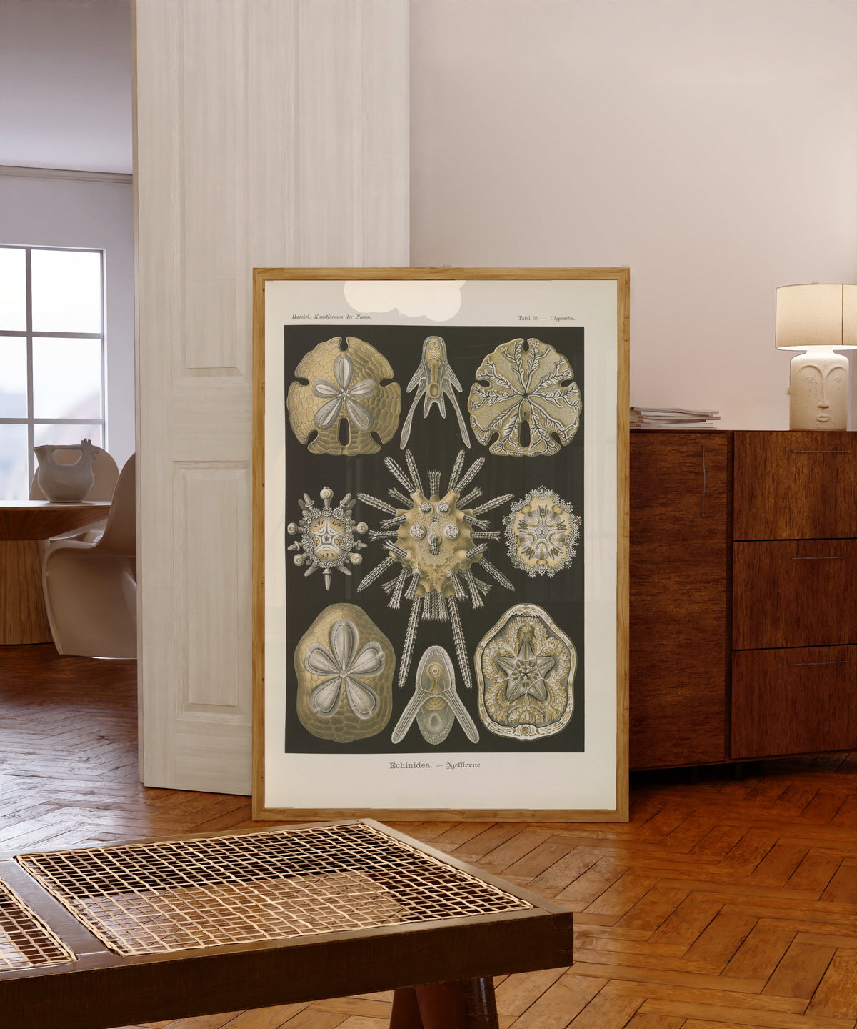 Framed art print of Kunstformen der Natur, Plate 30: Echinidea by Ernst Haeckel, in a light wood frame leaning in a warm room with a parquet floor