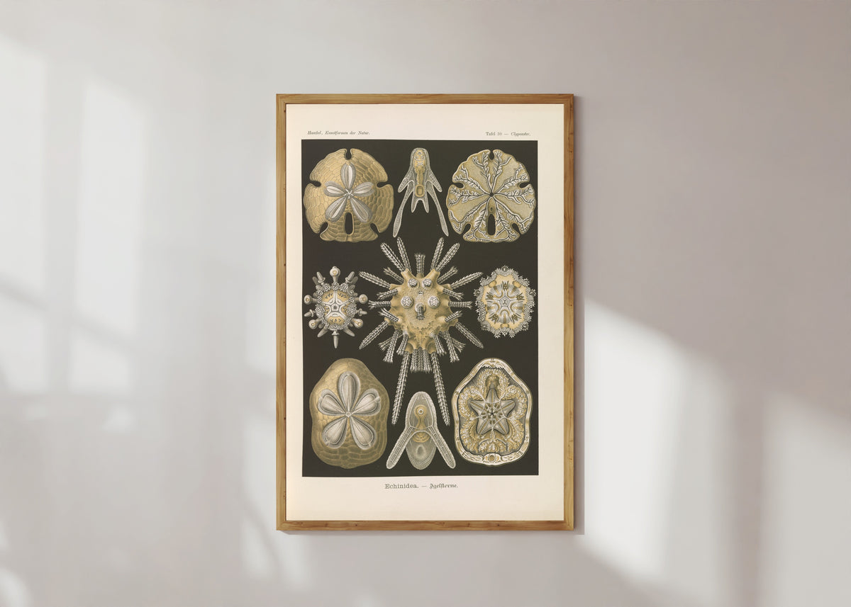 Framed art print of Kunstformen der Natur, Plate 30: Echinidea by Ernst Haeckel, in a light wood frame on a sunlit white wall