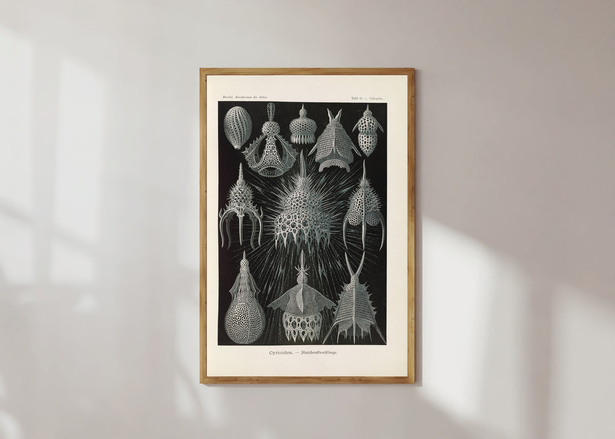 Framed art print of Kunstformen der Natur, Plate 31: Cyrtoidea by Ernst Haeckel, in a light wood frame on a sunlit white wall
