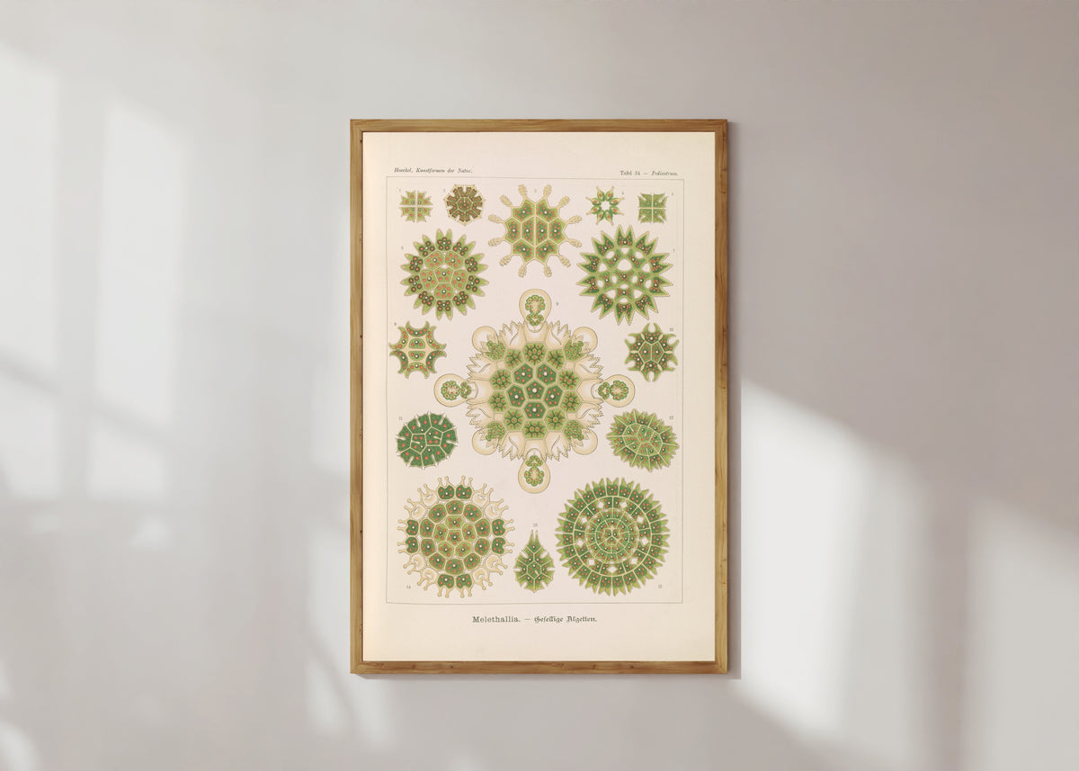 Framed art print of Kunstformen der Natur, Plate 34: Melethallia by Ernst Haeckel, in a light wood frame on a sunlit white wall