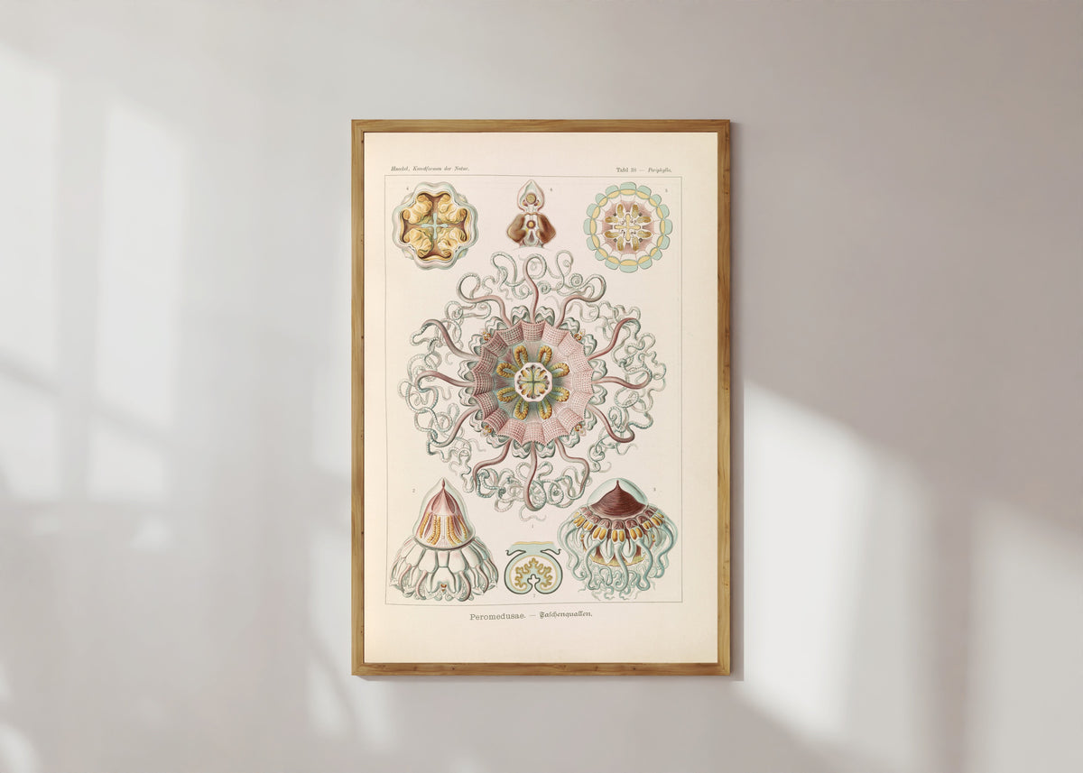 Framed art print of Kunstformen der Natur, Plate 38: Peromedusae by Ernst Haeckel, in a light wood frame on a sunlit white wall