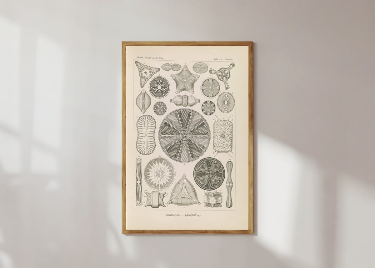 Framed art print of Kunstformen der Natur, Plate 4: Diatomea by Ernst Haeckel, in a light wood frame on a sunlit white wall