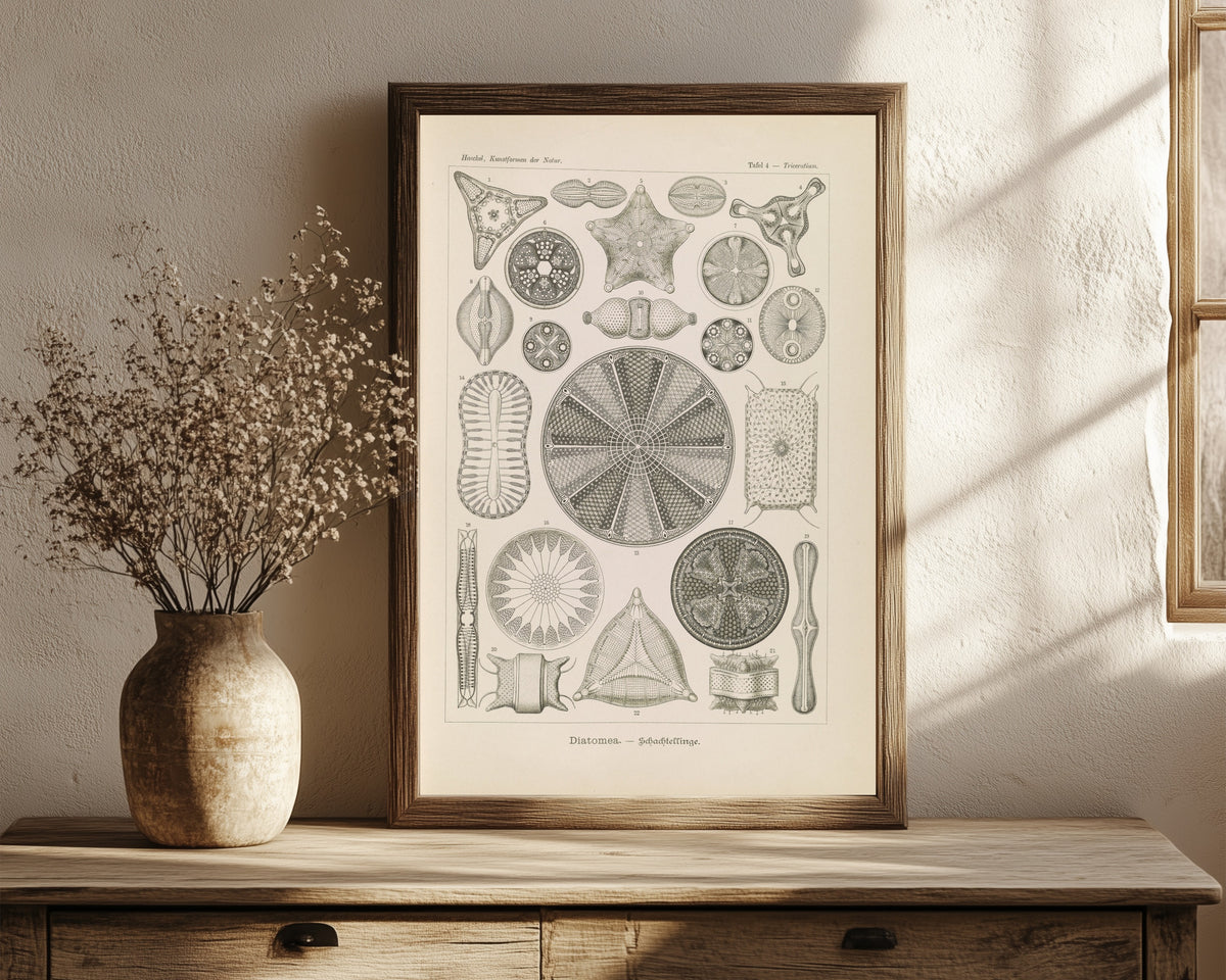 Framed art print of Kunstformen der Natur, Plate 4: Diatomea by Ernst Haeckel, in a dark wood frame leaning on a rustic console beside dried flowers