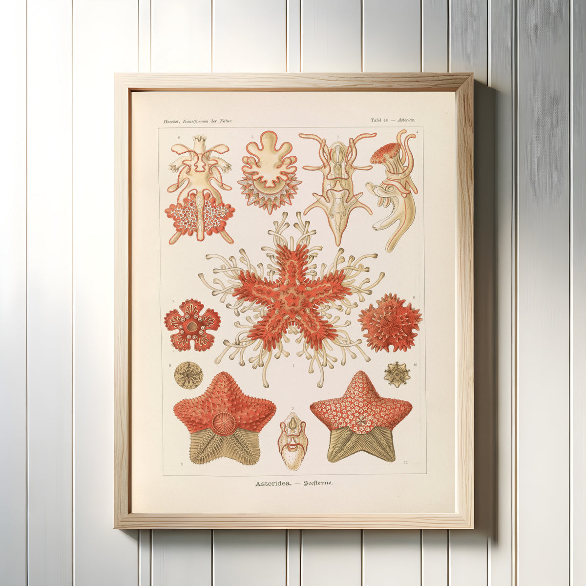 Framed art print of Kunstformen der Natur, Plate 40: Asteridea by Ernst Haeckel, in a light wood frame on a white panelled wall