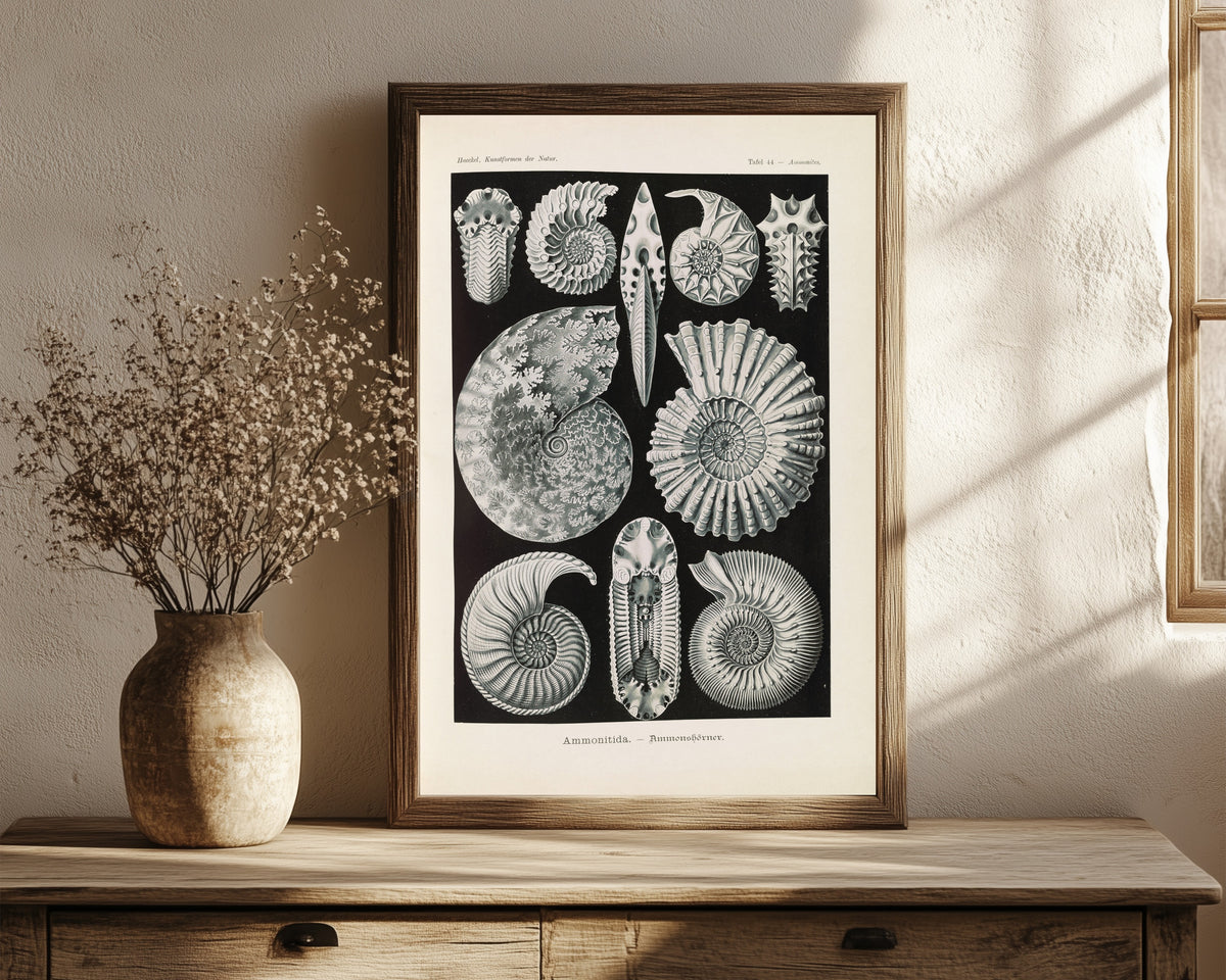 Framed art print of Kunstformen der Natur, Plate 44: Ammonitida by Ernst Haeckel, in a dark wood frame leaning on a rustic console beside dried flowers