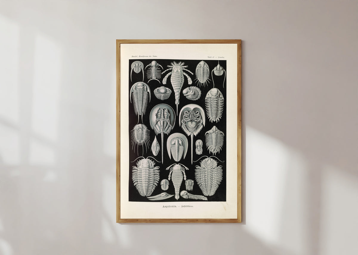 Framed art print of Kunstformen der Natur, Plate 47: Aspidonia by Ernst Haeckel, in a light wood frame on a sunlit white wall