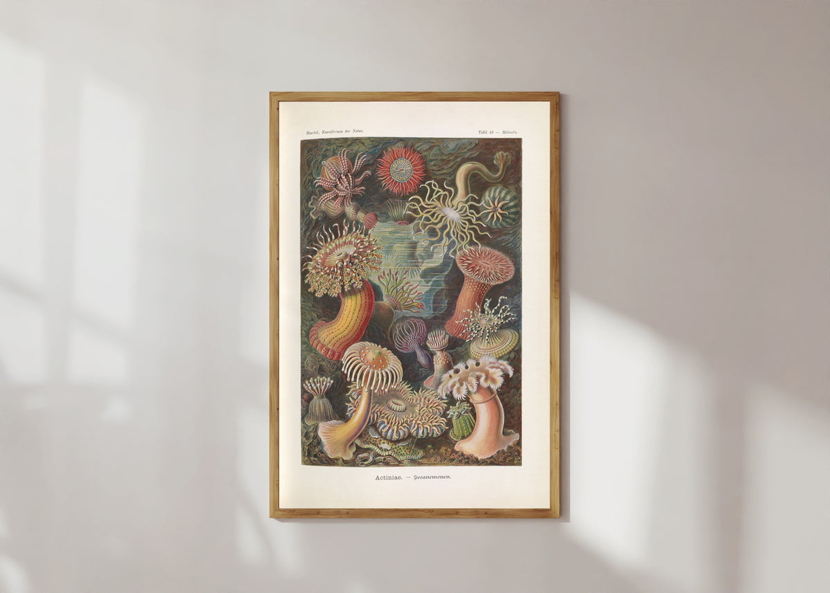 Framed art print of Kunstformen der Natur, Plate 49: Actiniae by Ernst Haeckel, in a light wood frame on a sunlit white wall