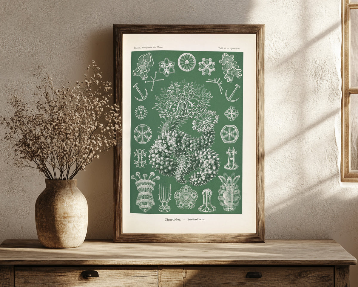 Framed art print of Kunstformen der Natur, Plate 50: Thuroidea by Ernst Haeckel, in a dark wood frame leaning on a rustic console beside dried flowers