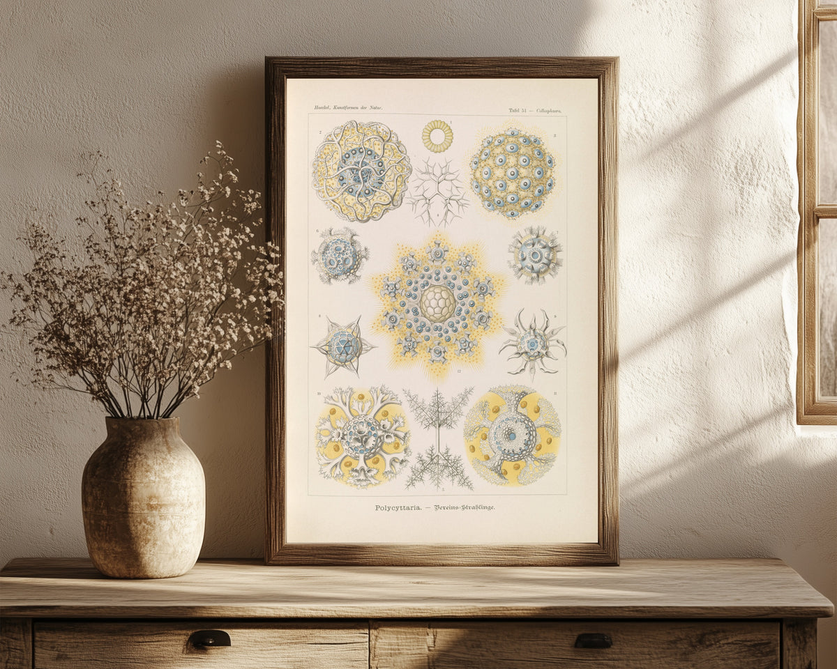 Framed art print of Kunstformen der Natur, Plate 51: Polycyttaria by Ernst Haeckel, in a dark wood frame leaning on a rustic console beside dried flowers