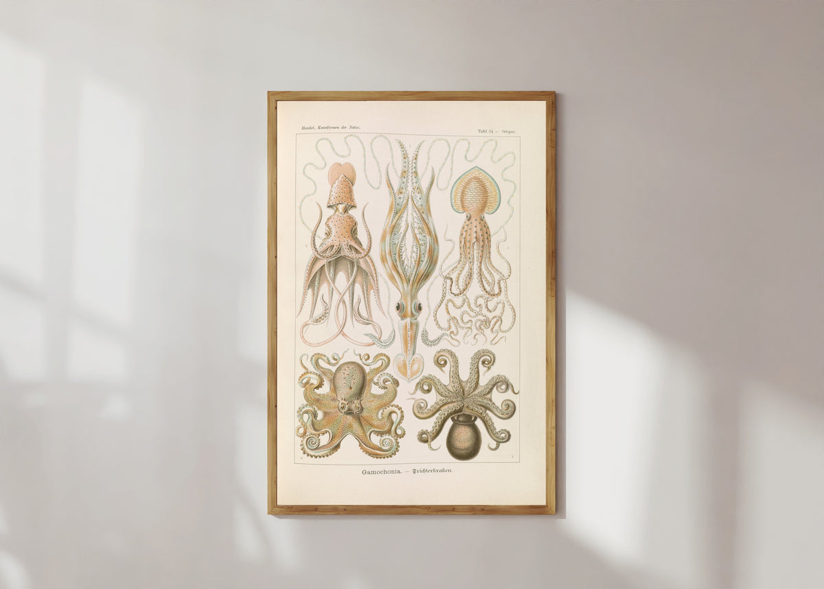 Framed art print of Kunstformen der Natur, Plate 54: Gamochonia by Ernst Haeckel, in a light wood frame on a sunlit white wall