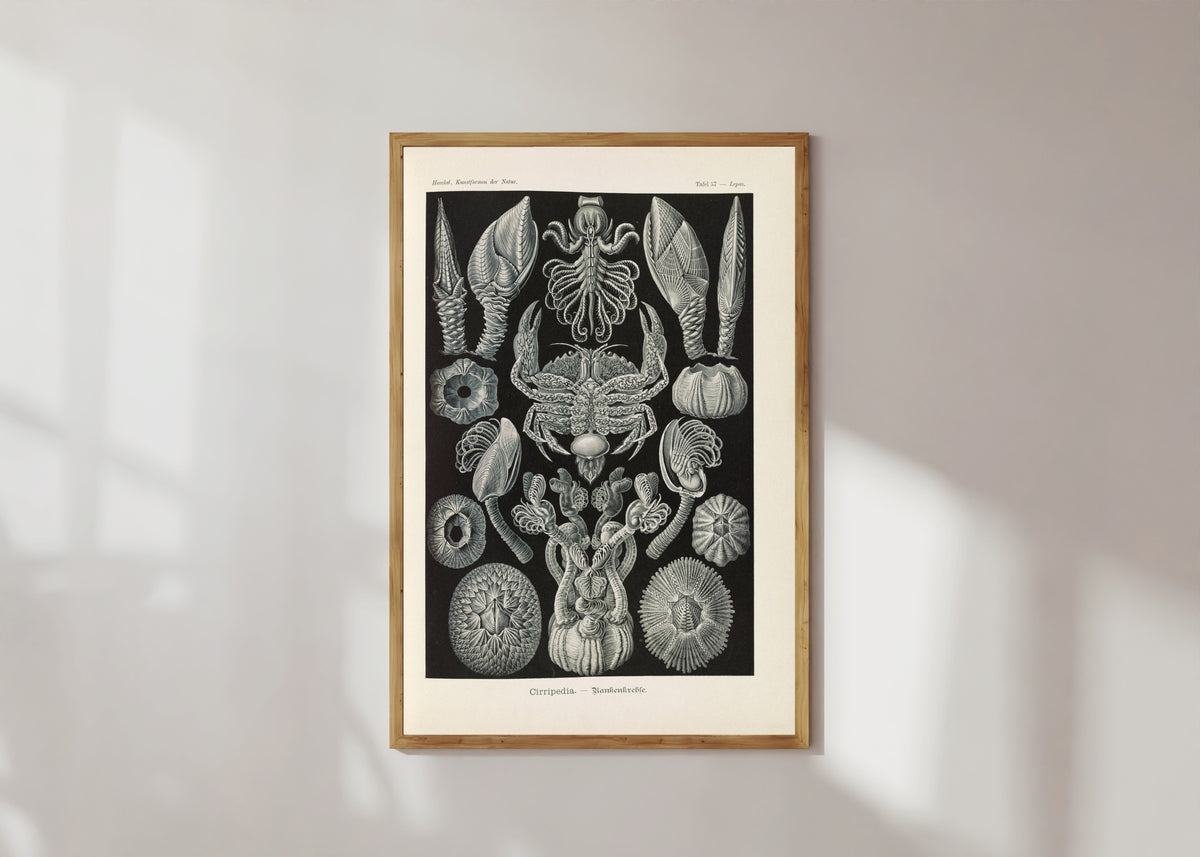 Framed art print of Kunstformen der Natur, Plate 57: Cirripedia by Ernst Haeckel, in a light wood frame on a sunlit white wall