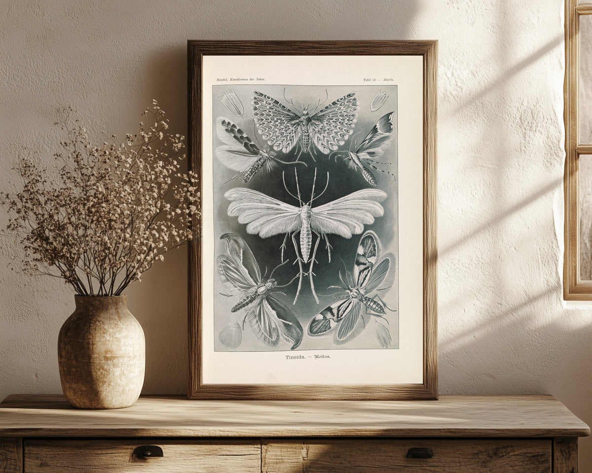 Framed art print of Kunstformen der Natur, Plate 58: Tineida by Ernst Haeckel, in a dark wood frame leaning on a rustic console beside dried flowers