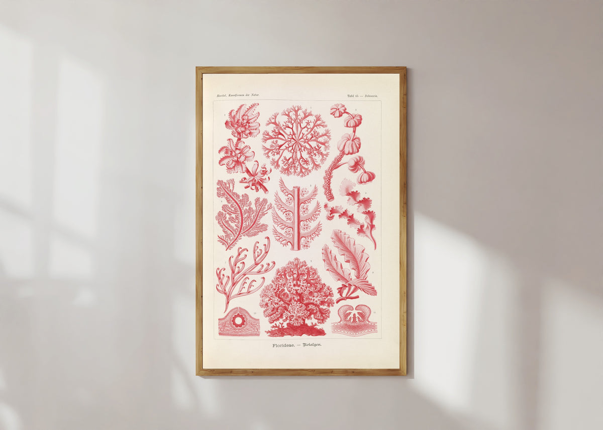Framed art print of Kunstformen der Natur, Plate 65: Florideae by Ernst Haeckel, in a light wood frame on a sunlit white wall
