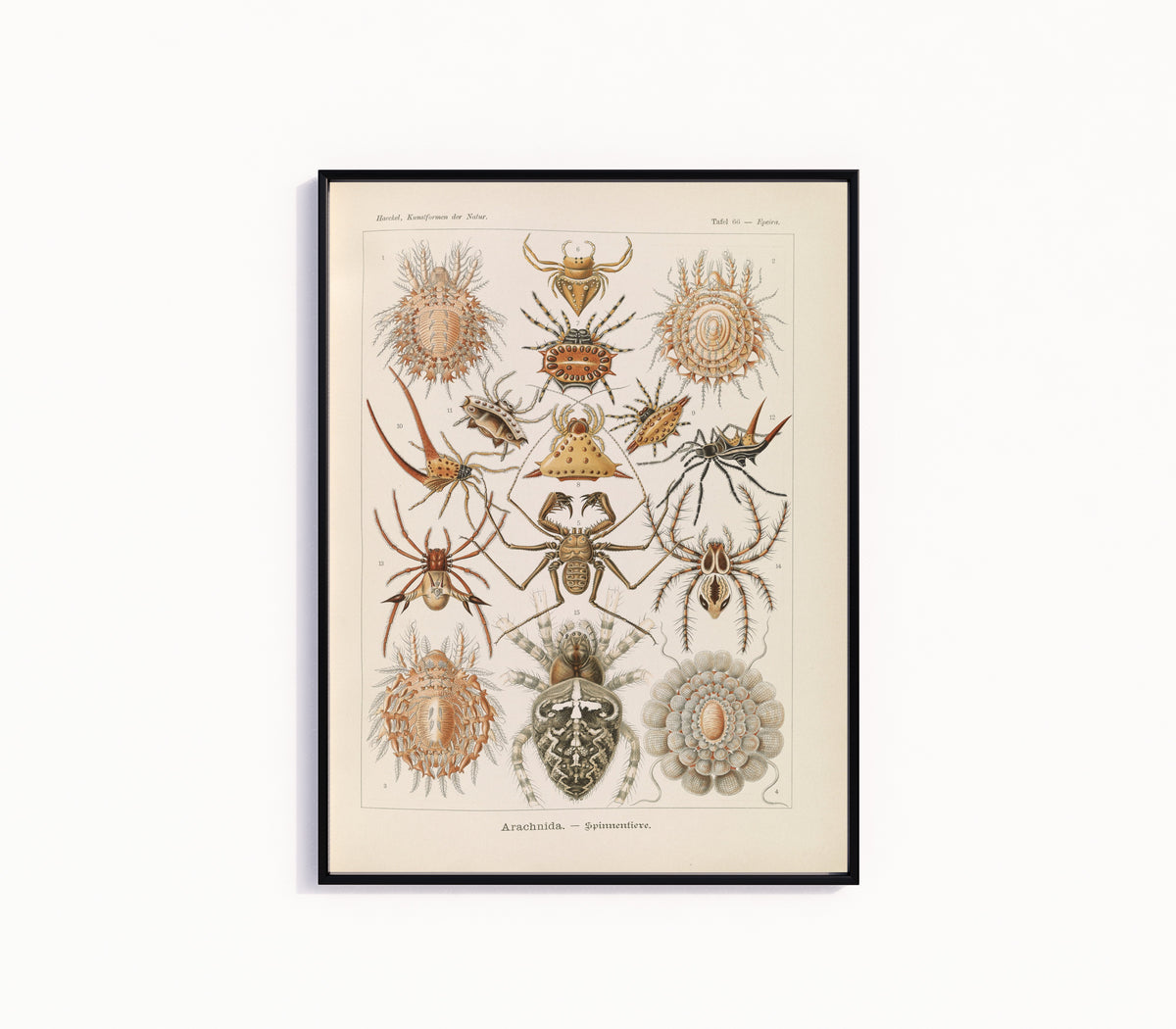 Framed art print of Kunstformen der Natur, Plate 66: Arachnida by Ernst Haeckel, in a slim black frame on a plain white wall