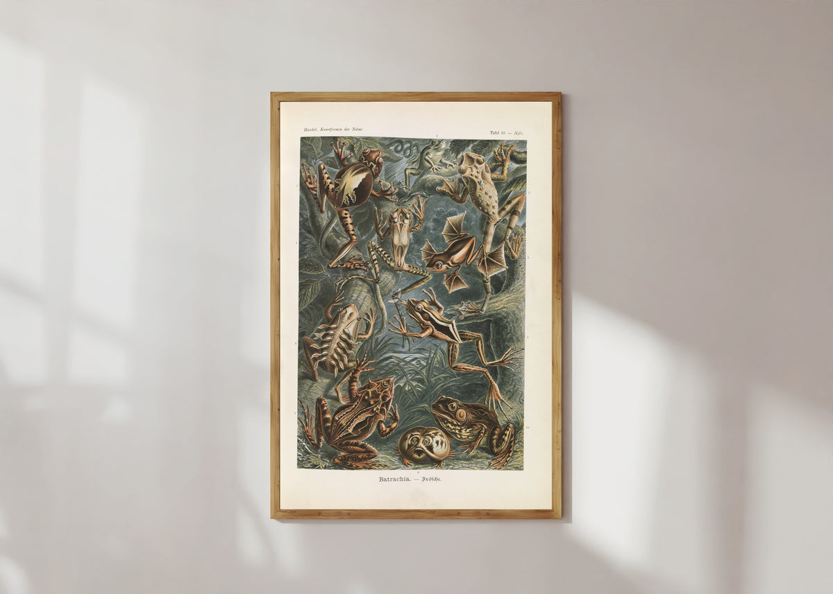 Framed art print of Kunstformen der Natur, Plate 68: Batrachia by Ernst Haeckel, in a light wood frame on a sunlit white wall
