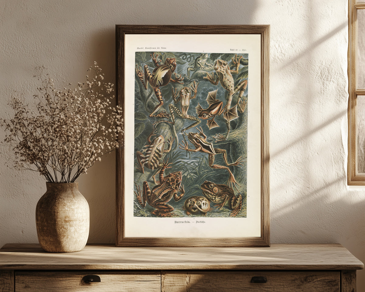 Framed art print of Kunstformen der Natur, Plate 68: Batrachia by Ernst Haeckel, in a dark wood frame leaning on a rustic console beside dried flowers