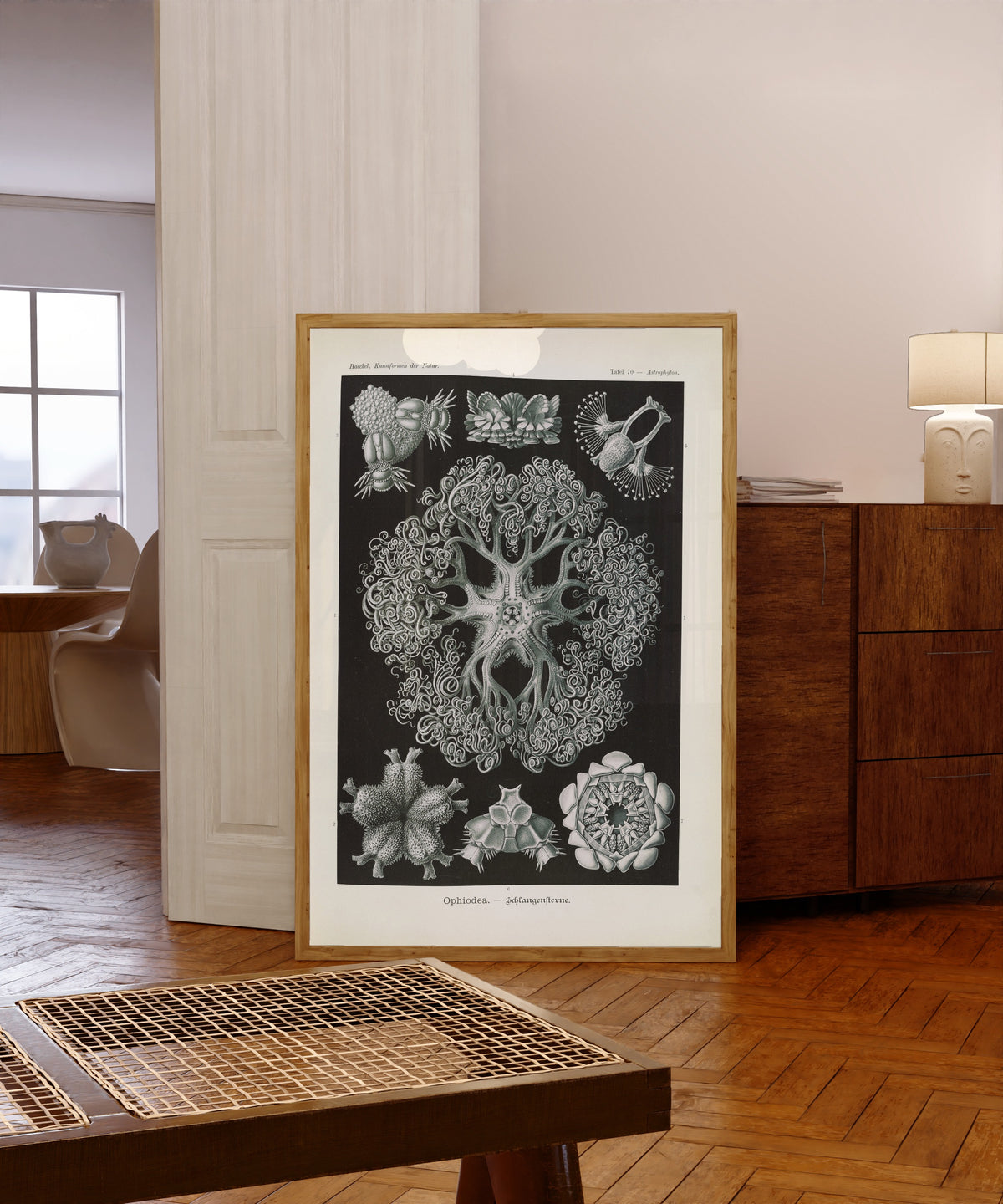 Framed art print of Kunstformen der Natur, Plate 70: Ophiodea by Ernst Haeckel, in a light wood frame leaning in a warm room with a parquet floor