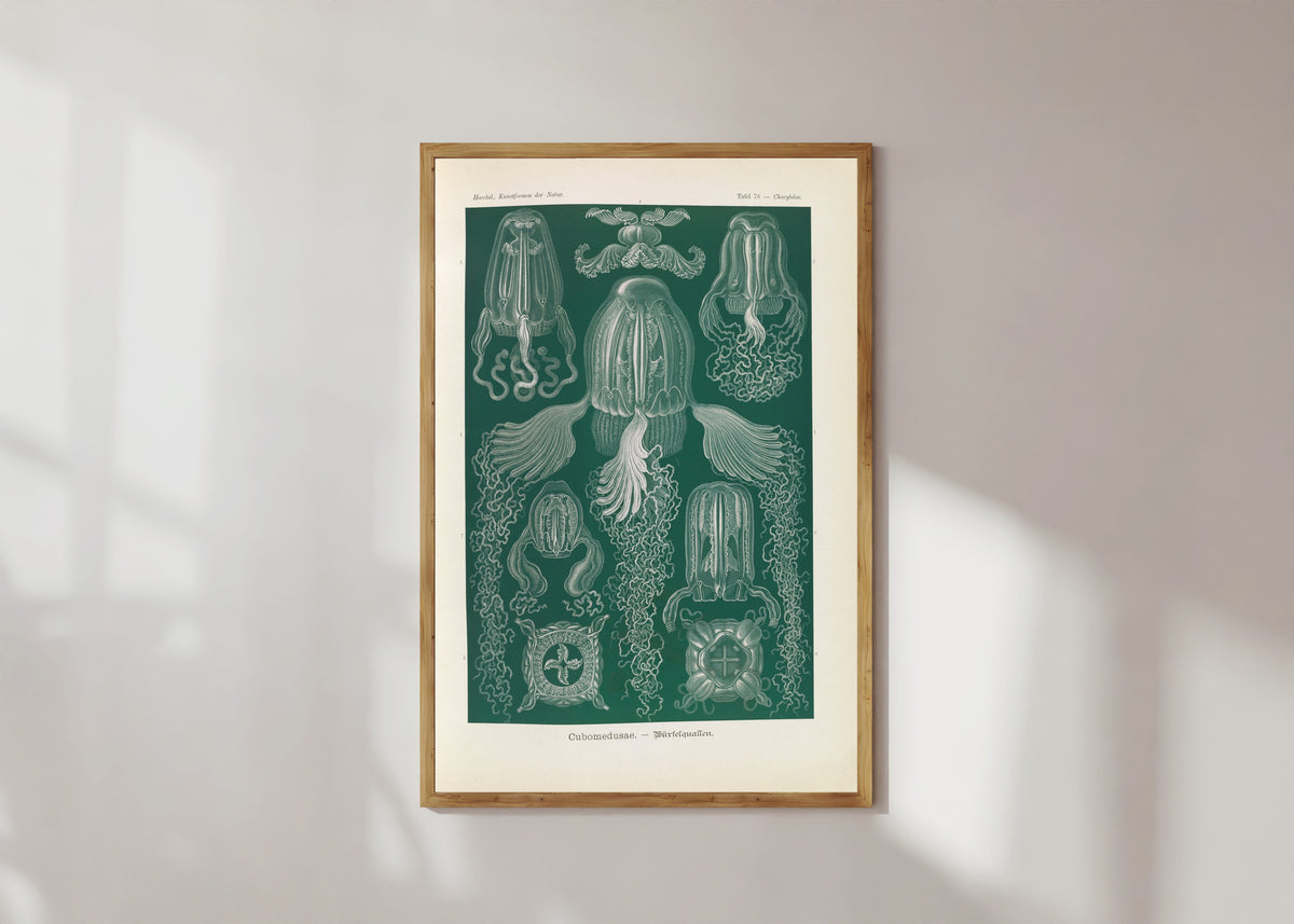 Framed art print of Kunstformen der Natur, Plate 78: Cubomedusae by Ernst Haeckel, in a light wood frame on a sunlit white wall