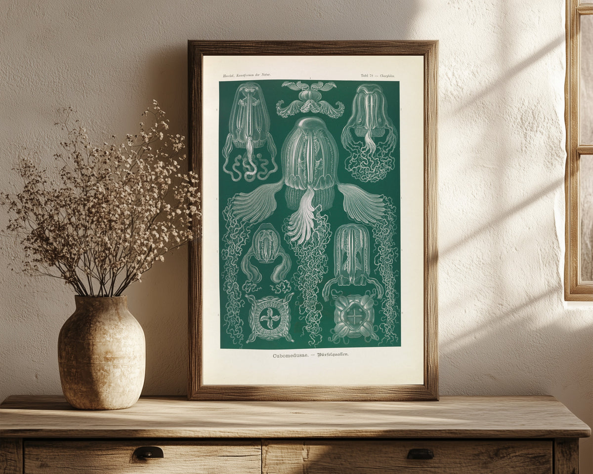 Framed art print of Kunstformen der Natur, Plate 78: Cubomedusae by Ernst Haeckel, in a dark wood frame leaning on a rustic console beside dried flowers