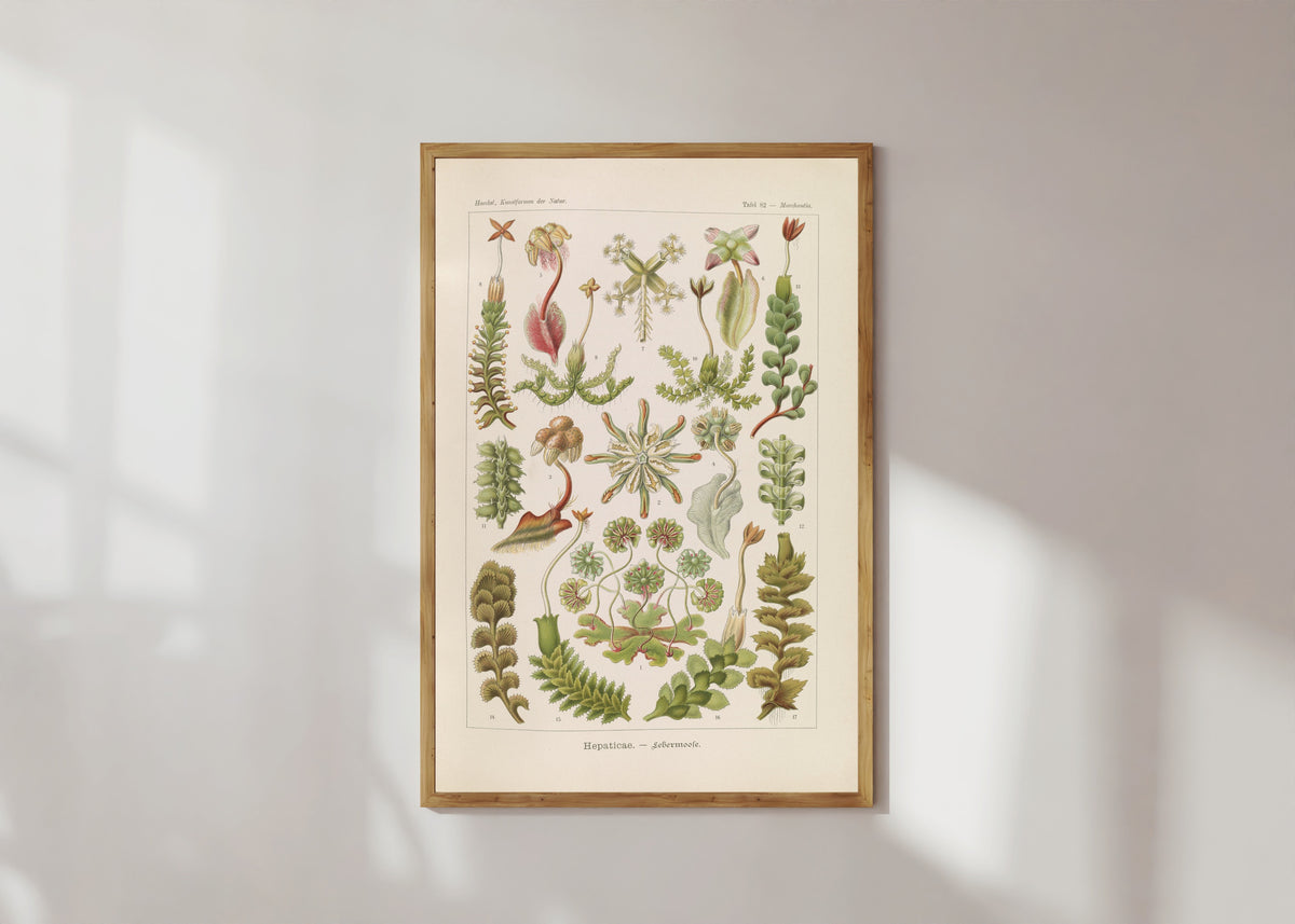 Framed art print of Kunstformen der Natur, Plate 82: Hepaticae by Ernst Haeckel, in a light wood frame on a sunlit white wall
