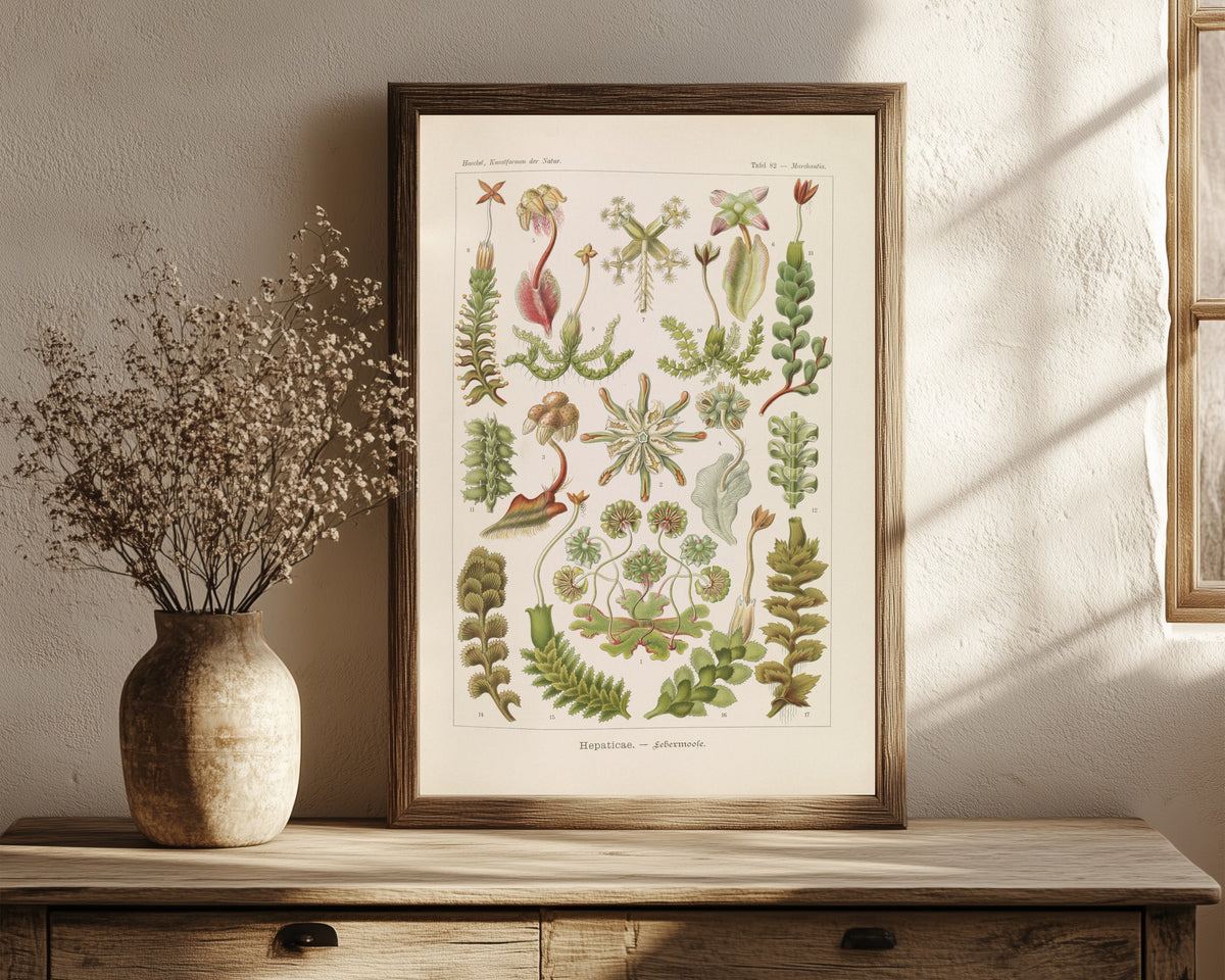 Framed art print of Kunstformen der Natur, Plate 82: Hepaticae by Ernst Haeckel, in a dark wood frame leaning on a rustic console beside dried flowers