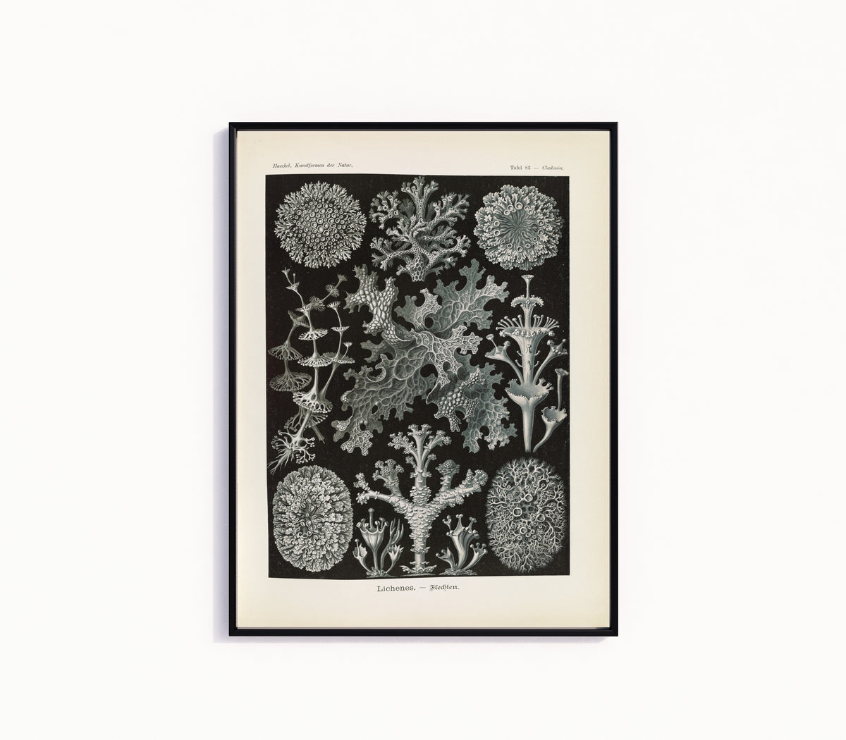 Framed art print of Kunstformen der Natur, Plate 83: Lichenes by Ernst Haeckel, in a slim black frame on a plain white wall