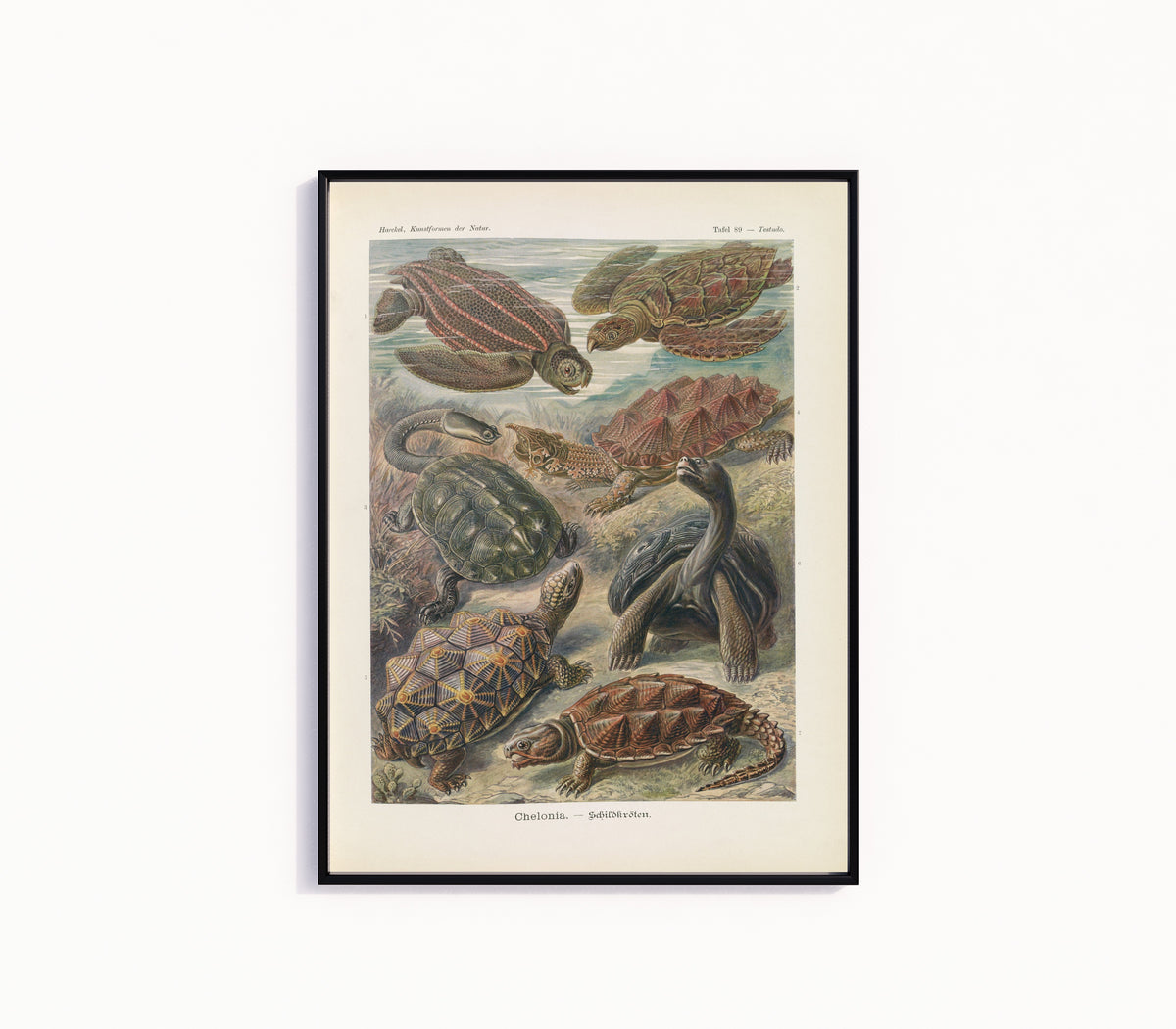 Framed art print of Kunstformen der Natur, Plate 89: Chelonia by Ernst Haeckel, in a slim black frame on a plain white wall
