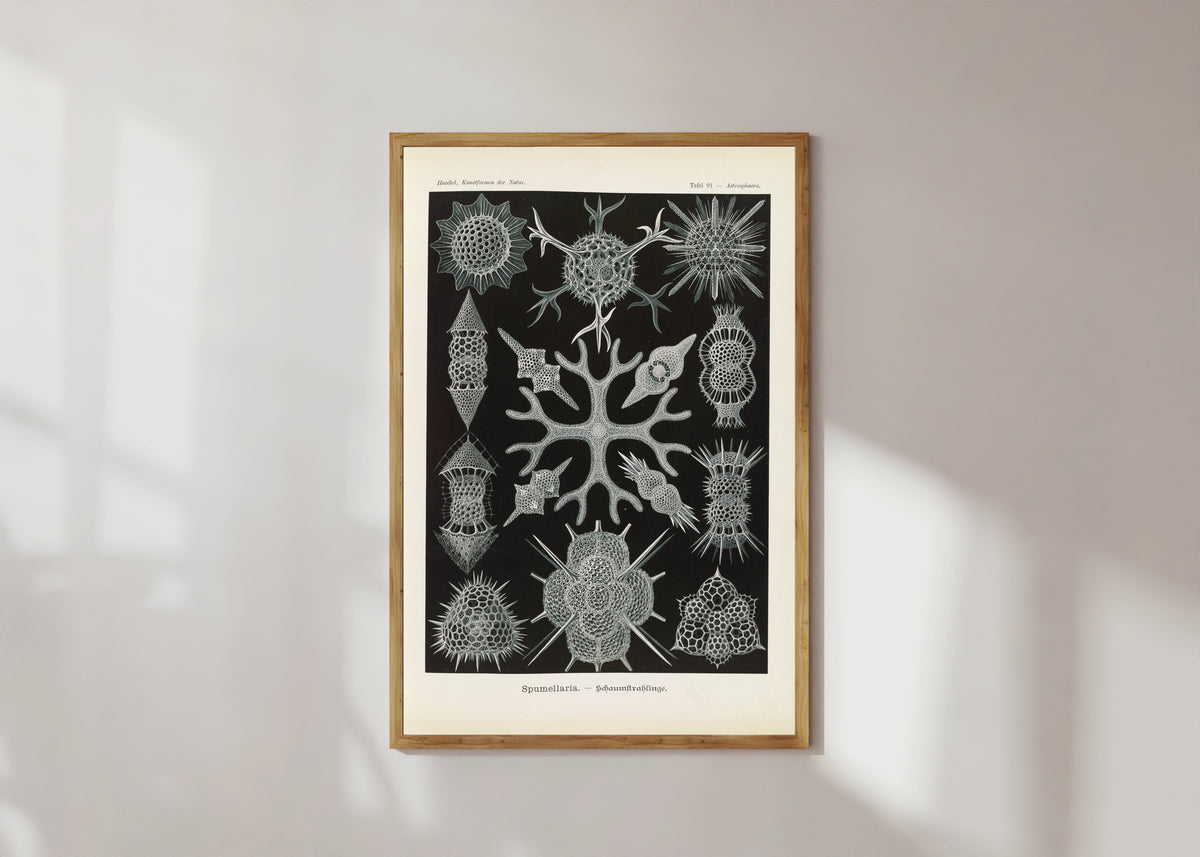 Framed art print of Kunstformen der Natur, Plate 91: Spumellaria by Ernst Haeckel, in a light wood frame on a sunlit white wall