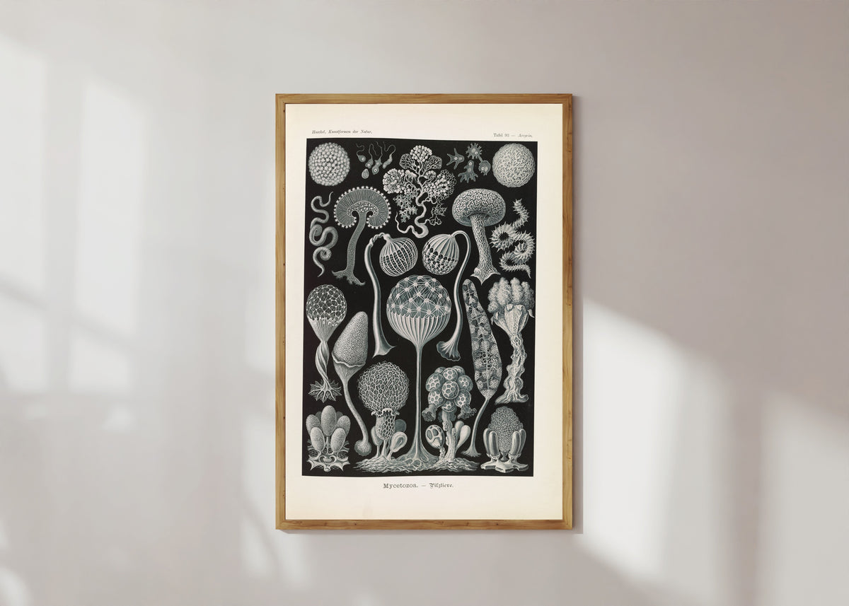 Framed art print of Kunstformen der Natur, Plate 93: Mycetozoa by Ernst Haeckel, in a light wood frame on a sunlit white wall