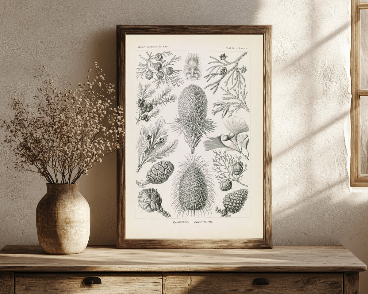Framed art print of Kunstformen der Natur, Plate 94: Coniferae by Ernst Haeckel, in a dark wood frame leaning on a rustic console beside dried flowers