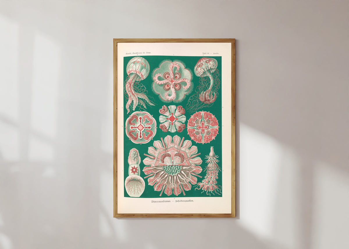 Framed art print of Kunstformen der Natur, Plate 98: Discomedusae by Ernst Haeckel, in a light wood frame on a sunlit white wall