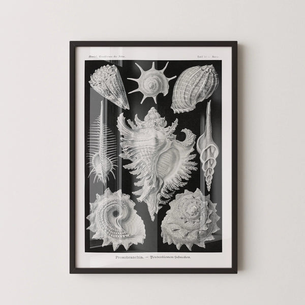 Ernst Haeckel — Shells | Fine Art Print