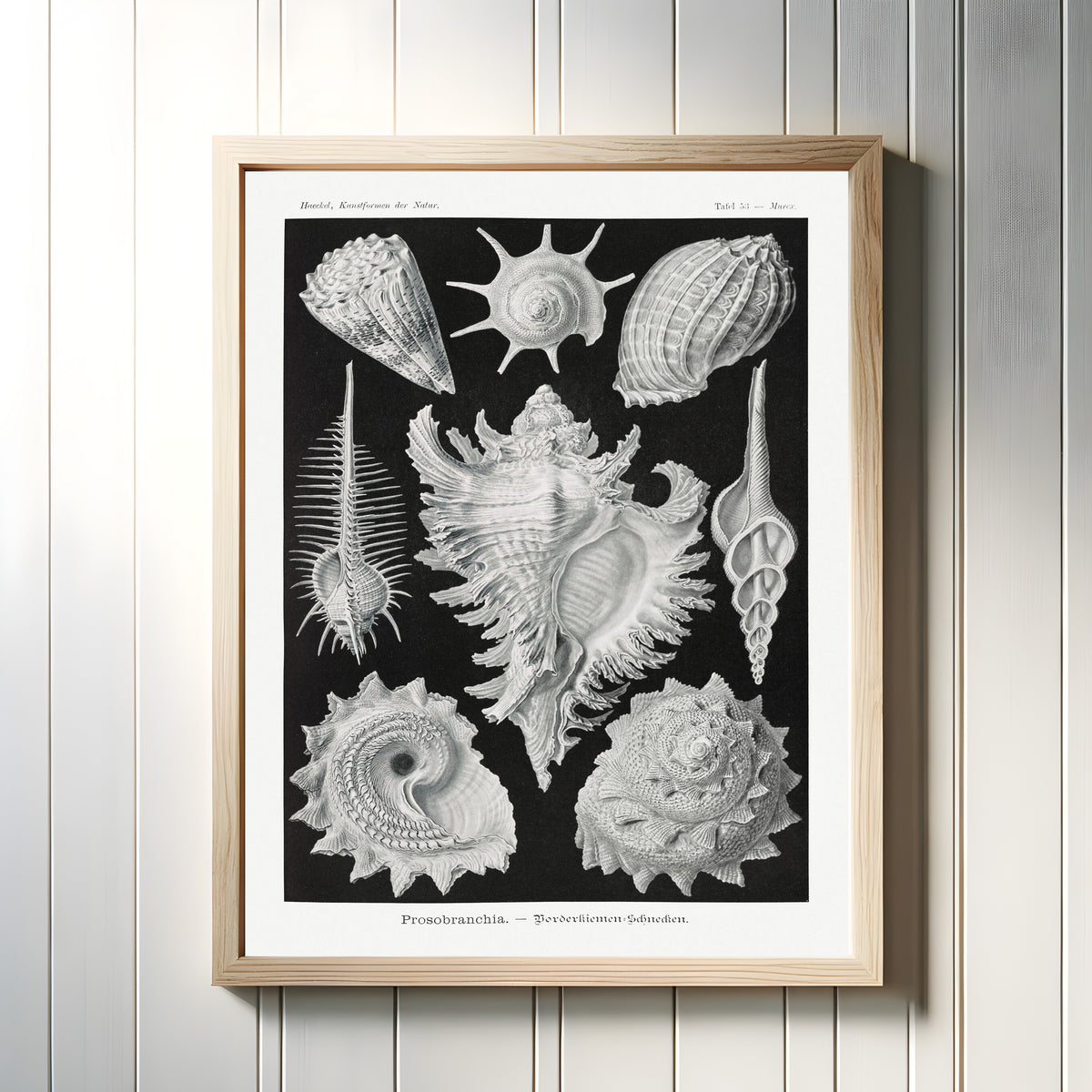Framed art print of Shells by Ernst Haeckel, in a light wood frame on a white panelled wall