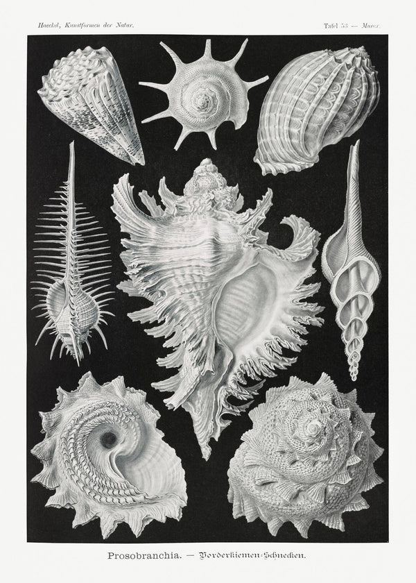 Ernst Haeckel — Shells | Fine Art Print
