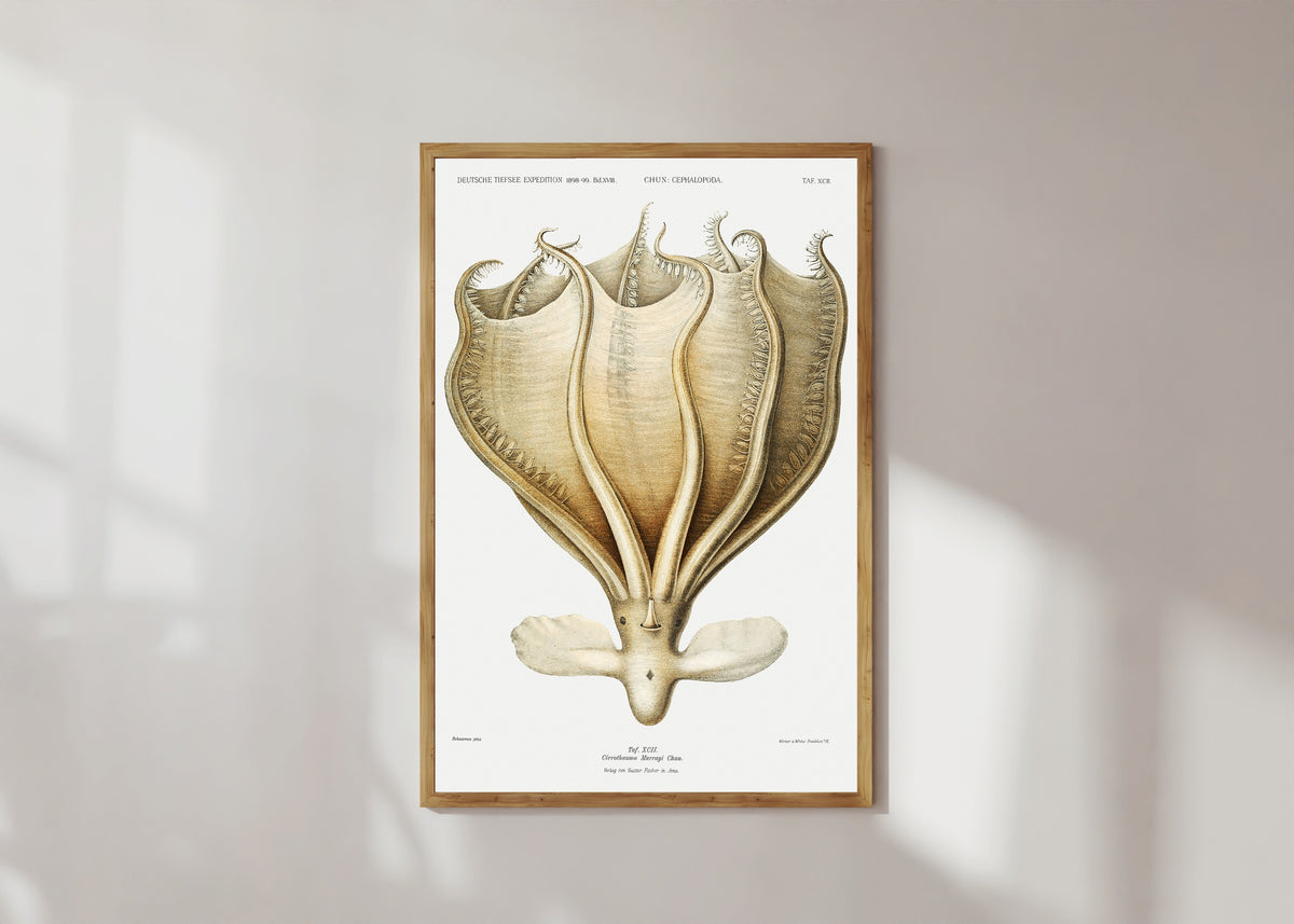 Framed art print of Cirrothauma murrayi by Ewald Heinrich Rübsaamen, in a light wood frame on a sunlit white wall