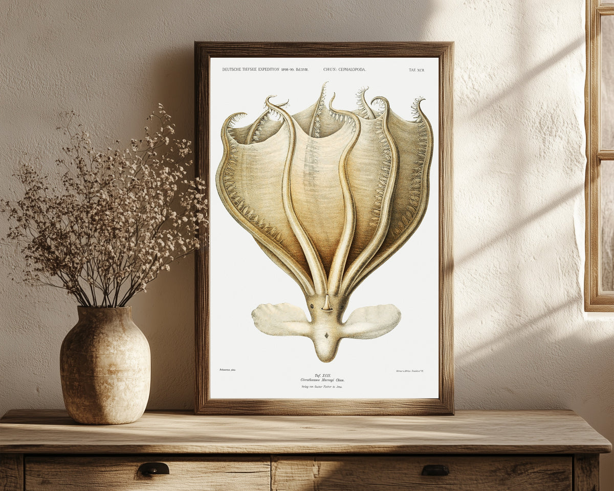 Framed art print of Cirrothauma murrayi by Ewald Heinrich Rübsaamen, in a dark wood frame leaning on a rustic console beside dried flowers