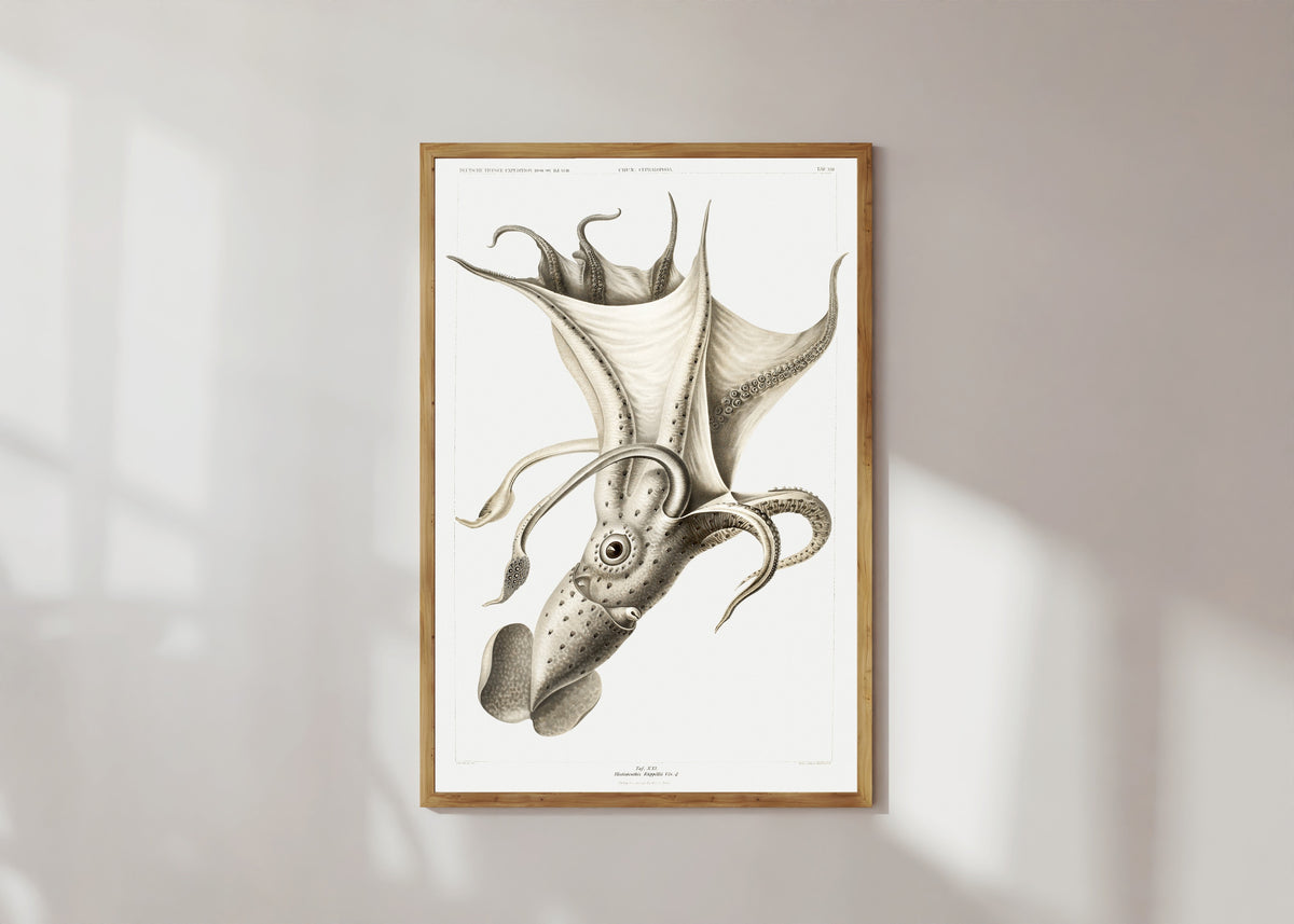 Framed art print of Histioteuthis rüppellii by Ewald Heinrich Rübsaamen, in a light wood frame on a sunlit white wall