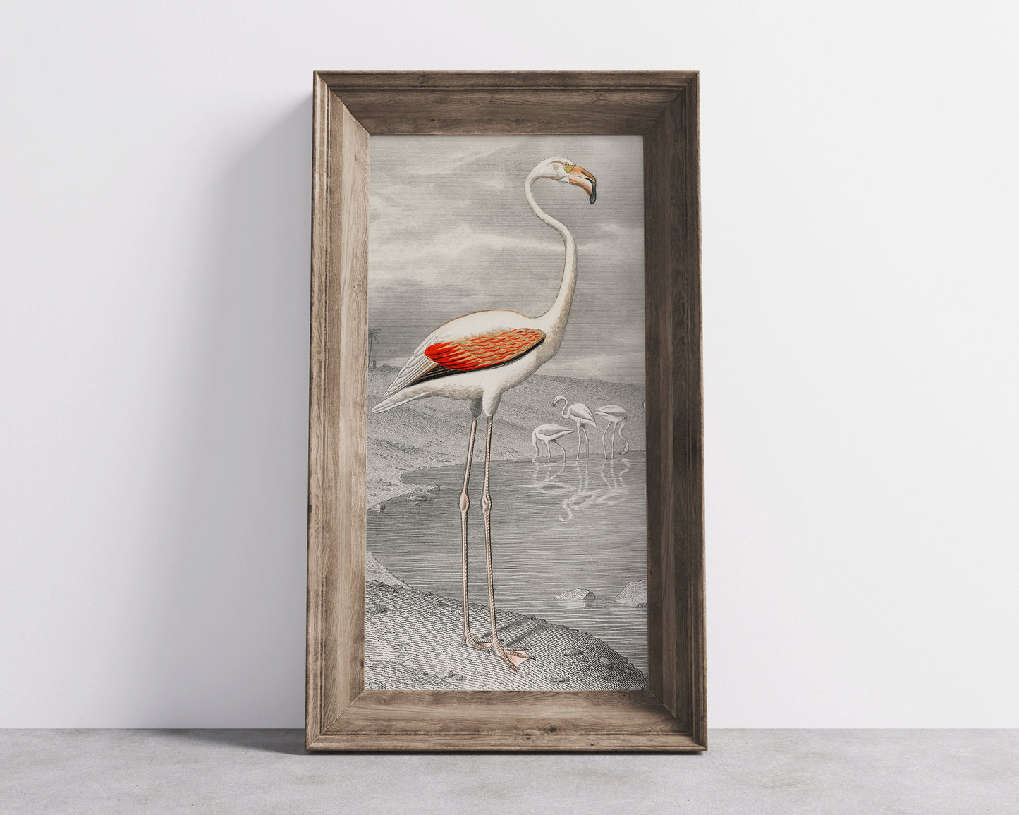 Le Flammant (Flamingo) by Edouard Travies (1853) | Vintage Narrow Tall Vertical Bird Art (available framed or unframed)